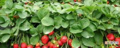 【长虫】草莓长虫子的解决办法有哪些？