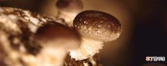 【种植】椴木香菇种植技术 椴木香菇种植技术方法