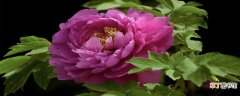 【栽培】中国紫斑牡丹的重要发祥地 中国紫斑牡丹的重要发祥地和栽培研发中