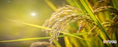 【植物】水稻是被子植物吗 水稻是什么植物被子植物吗