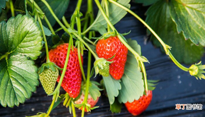 【草莓】在种植过程中草莓需要补钙吗？ 草莓缺钙怎么办用什么补钙最好