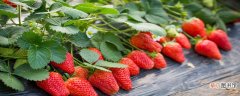【草莓】在种植过程中草莓需要补钙吗？ 草莓缺钙怎么办用什么补钙最好