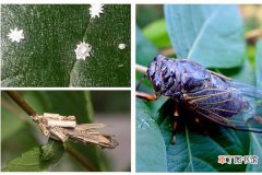 【常见】腊梅的常见虫害和防治方法