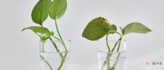 【植物】水培植物如何杀虫子 水培植物杀虫方法