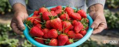 【家庭】冬天家庭阳台草莓种植方法 冬季阳台草莓种植