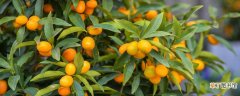 【生长】金钱橘种植时比较害怕强光还是湿度 金钱橘的生长环境
