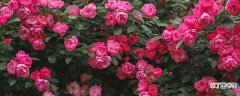 【月季】玫瑰与月季有何区别 玫瑰与月季有何区别有哪些