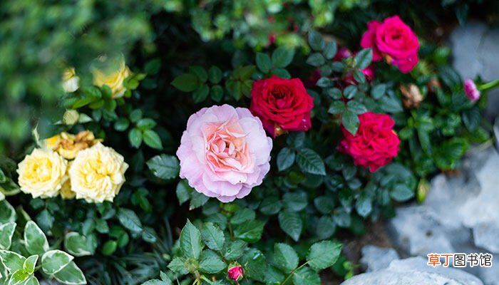 【玫瑰花】月季与玫瑰花的分别 月季与玫瑰花分别是什么