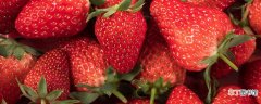 【品种】大草莓品种 大草莓品种有哪些