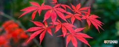 【季节】红枫是什么季节的植物 枫叶是什么季节
