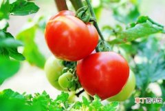 【养殖】西红柿的养殖方法有哪些？