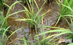 【常见】水稻常见病害的防治方法有哪些？