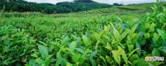 【茶树】山茶树种植方法和管理 山茶树的种植方法和管理有哪些