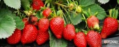 【草莓】大棚草莓苗种植方法有哪些？