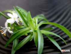 【植物】能够除甲醛的植物有哪些？