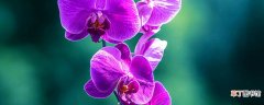 【兰花】香兰花怎么养殖方法和注意事项 香兰花怎么养殖方法和注意事项是什