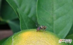 【方法】柑橘小实蝇的综合防治方法有哪些？
