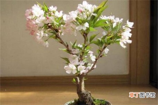 【东京樱花】日本晚樱和东京樱花的区别有哪些？