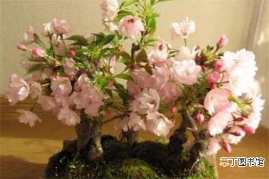 【东京樱花】日本晚樱和东京樱花的区别有哪些？