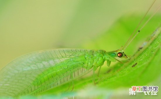 【防治】蚜蚜虫的生物防治方法有哪些？