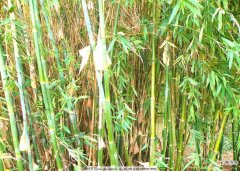 【繁殖】青竹要怎么种植 青竹繁殖环境要求有哪些？