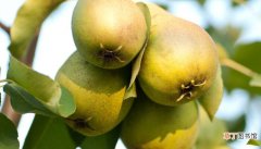 【防治】梨树如何防治病虫害 梨树防治病虫害应该怎么做