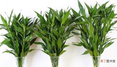 【养殖方法】云竹怎么养 云竹的养殖方法