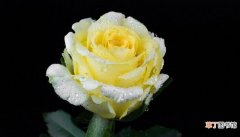 【黄玫瑰】黄玫瑰代表什么意思 黄玫瑰的含义