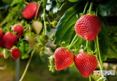 【草莓】草莓总出畸形果？掌握好这几项，果形美观又美味