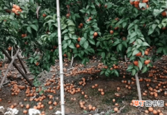 【花卉大全】柑橘大量落果损失惨重，没遇霜冻、冰雹为何也会落果呢？
