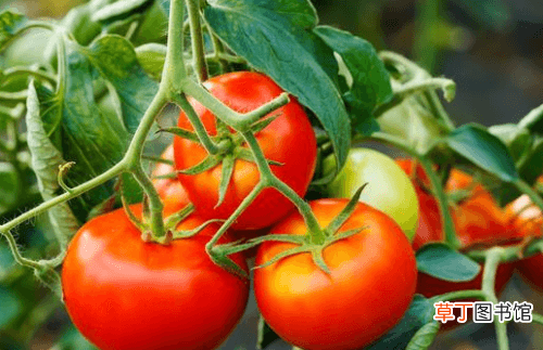【番茄】防治番茄茎基腐病，既能让番茄高产，还能让我们吃上放心番茄