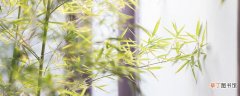 【养殖方法】凤尾竹的养殖方法 盆栽凤尾竹的养殖方法