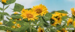 【养殖方法】太阳花的养殖方法和注意事项 太阳花的养殖方法和注意事项有哪
