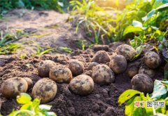 【病虫害】土豆出苗齐病虫害少？种前做好晾放种茎、选水旱轮作地等六项活儿
