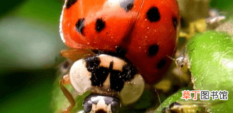 【蚜虫】农作物上的“花媳妇”与“蚜虫”