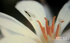 【花】养花的花盆中出现小飞虫有几种原因