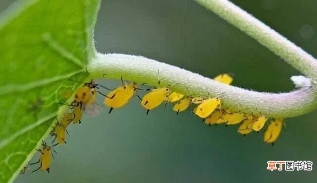 【蚜虫】怎样去除花草上的蚂蚁和蚜虫