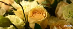 【玫瑰花】收到的玫瑰花束怎么养 玫瑰花怎么养