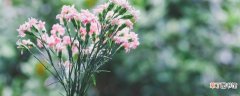 【花】康乃馨花怎么养 养殖康乃馨的注意事项
