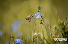 【开花】每个花园和开花灌木都需要的9种有益昆虫