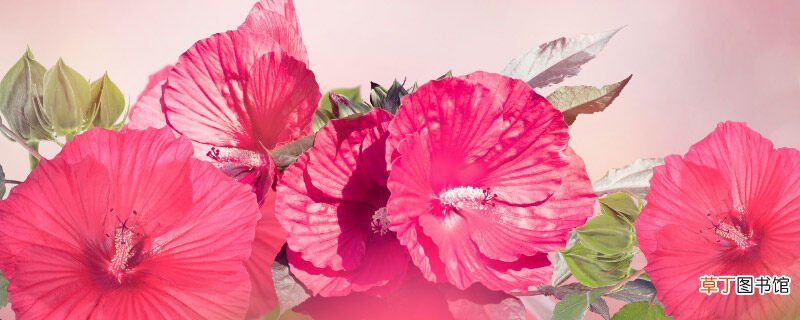 【养殖方法】变色龙花卉的养殖方法和注意事项 变色龙花卉的养殖方法介绍