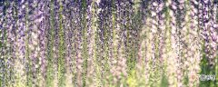 【花期】紫藤花期有多长 紫藤花期有多长时间