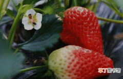 【种植】反季节种植草莓易出现僵化果，是什么原因导致的？如何有效解决？