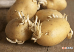 【吃】发芽的土豆不可以吃吗？原来发芽的土豆还有这样的用处