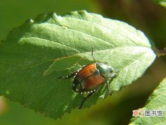 【花卉大全】面对有害的日本甲虫，如何加以控制？