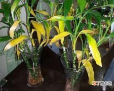 【富贵竹】土养和水培富贵竹叶片发黄的原因
