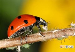 【花卉大全】如何识别墨西哥豆甲虫，如何消灭墨西哥豆甲虫