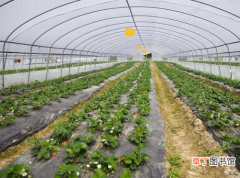 【种植】温室草莓种植易发生氨害和氮害，如何快速识别并采取缓解措施？
