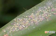 【蚜虫】小麦蚜虫遍布全球，造成小麦枯死，遇到怎么办？用这三个方法试试