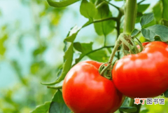 【特点】西红柿根系发育特点及土传病害的防治